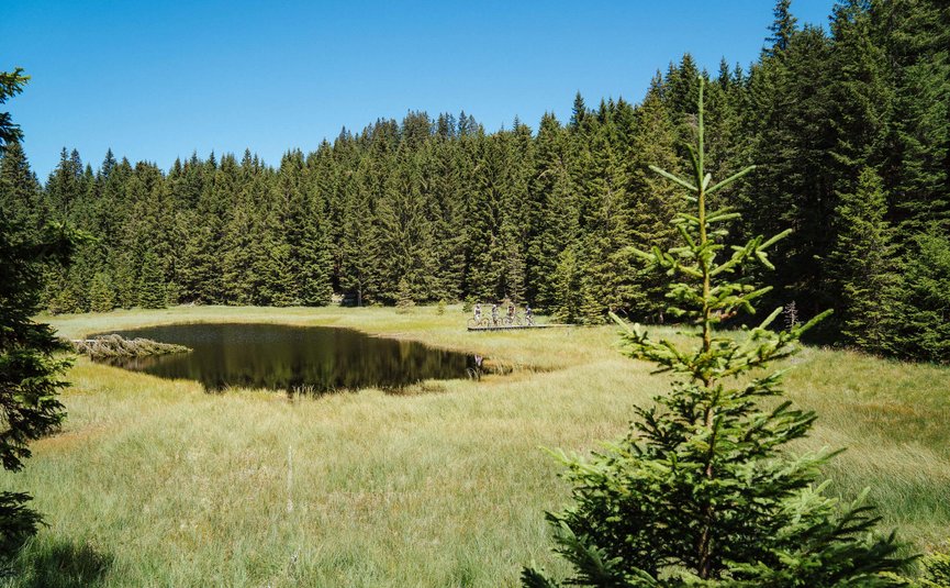 Piccolo stagno nel bosco con ciclisti su passerella di legno al sole