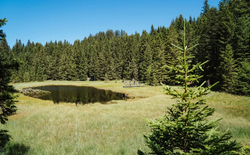 Piccolo stagno nel bosco con ciclisti su passerella di legno al sole