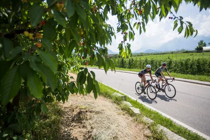 Due ciclisti pedalano su una strada di campagna accanto a un filare di ciliegi
