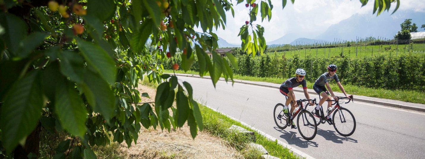 Two cyclists ride on a country road beside a cherry tree alley