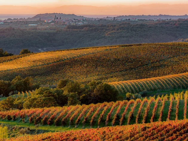 Breeze, Pulse oder Peak? 20 neue Traumrouten im Slowenischen Istrien © Jaka Ivancic Herbstliche Weinberge mit Dorf in der Ferne bei Sonnenuntergang