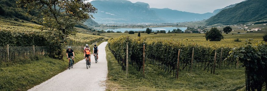 Drei Radfahrer auf Weg durch Weinberge in hügeliger Landschaft mit Bergen im Hintergrund