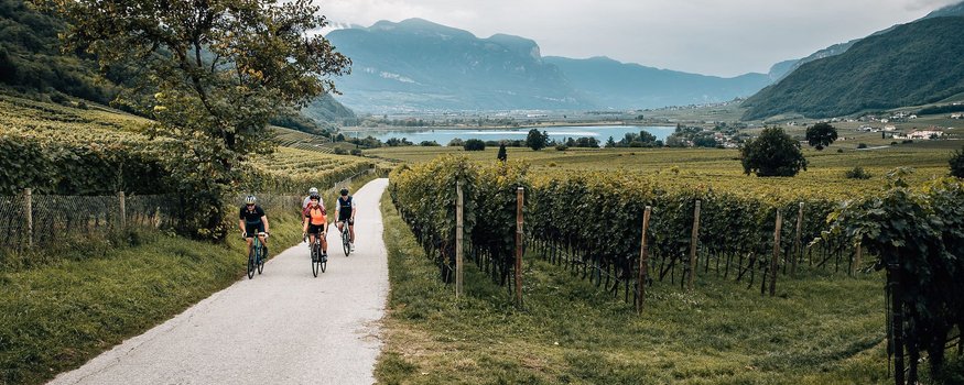 Drei Radfahrer auf Weg durch Weinberge in hügeliger Landschaft mit Bergen im Hintergrund