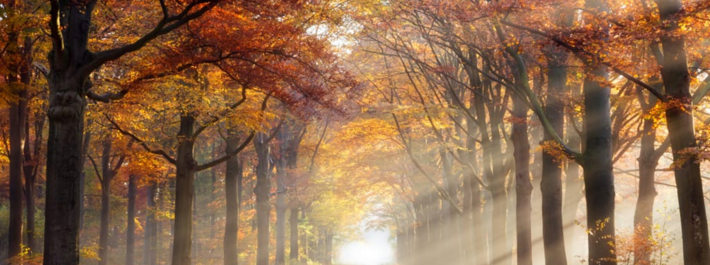 Bospaadje met kleurrijke herfstbomen en zonnestralen in de mist