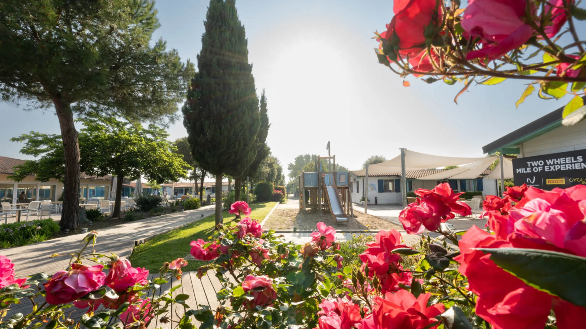 Blühende Rosen mit Spielplatz und Bungalows im Hintergrund