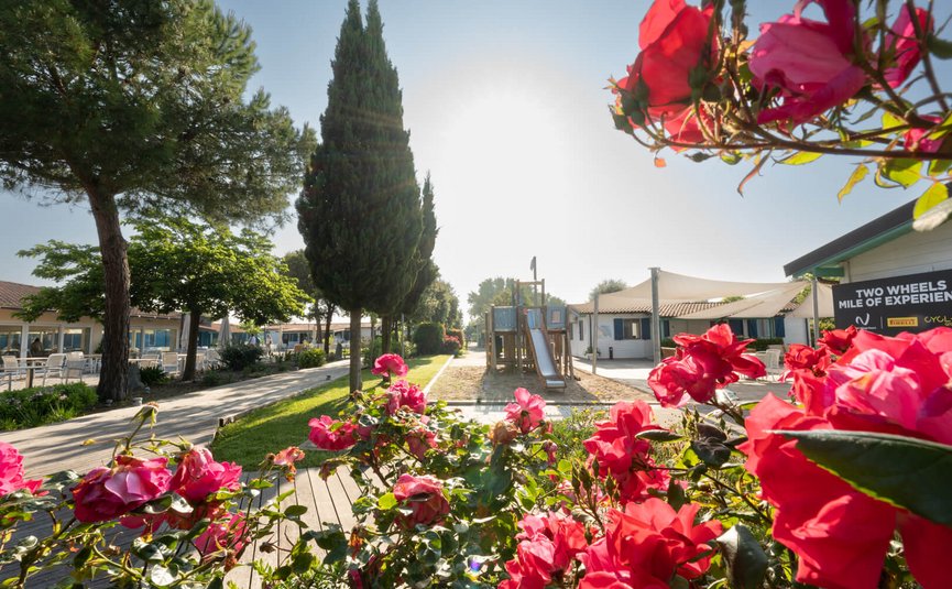 Rose fiorite con parco giochi e bungalow sullo sfondo