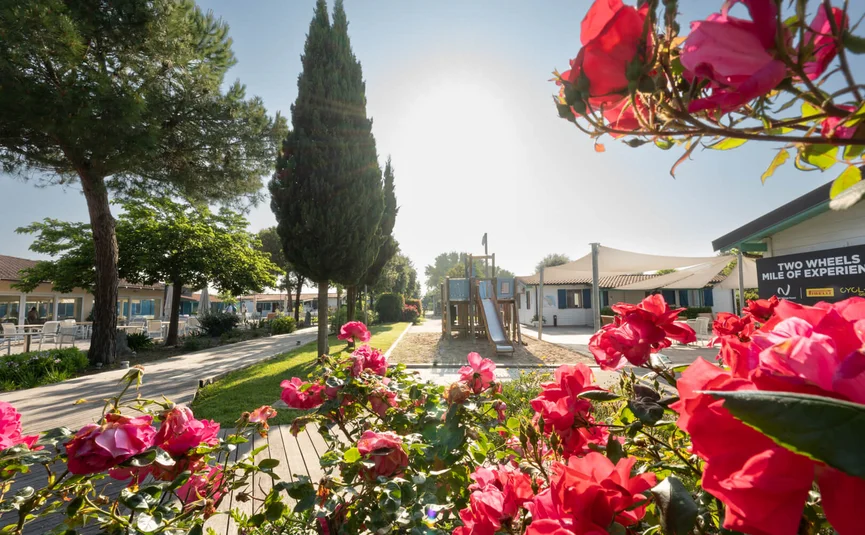 Blühende Rosen mit Spielplatz und Bungalows im Hintergrund