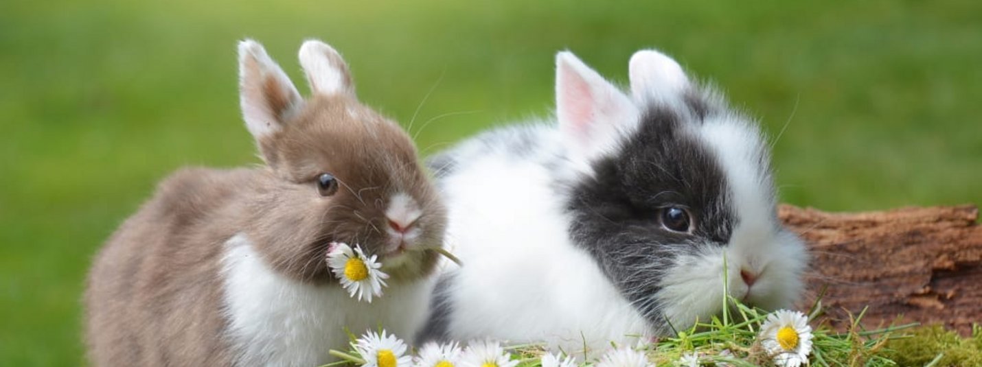 Ostern im Central 5 TAGE Twee konijnen naast madeliefjes op mos