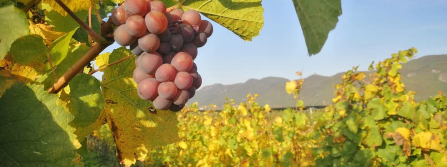 Weintrauben hängen an einem Rebstock mit gelben Blättern im Weinberg