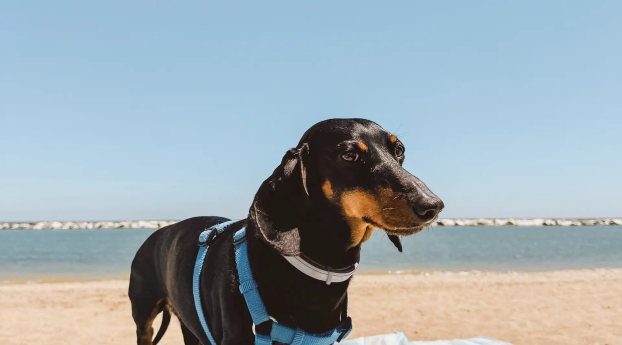 Black and brown dog with blue harness at the beach