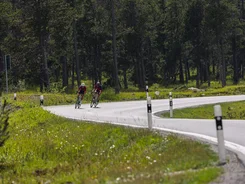 Zwei Radfahrer auf einer kurvigen Straße im Wald