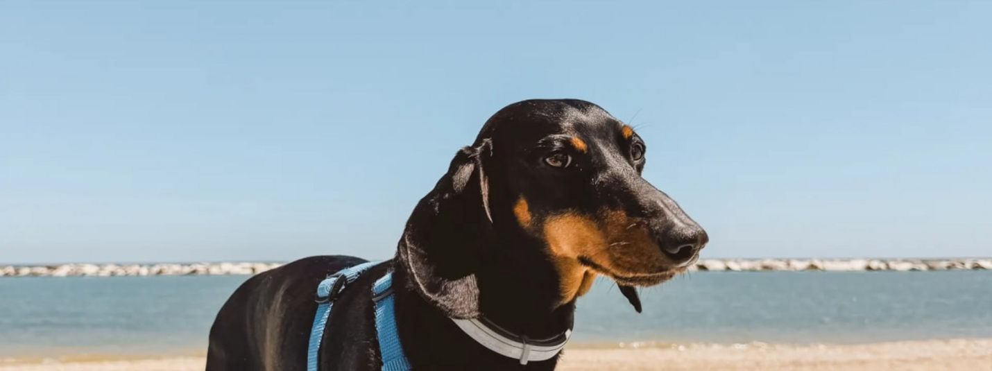 Black and brown dog wearing blue harness on beach with water behind