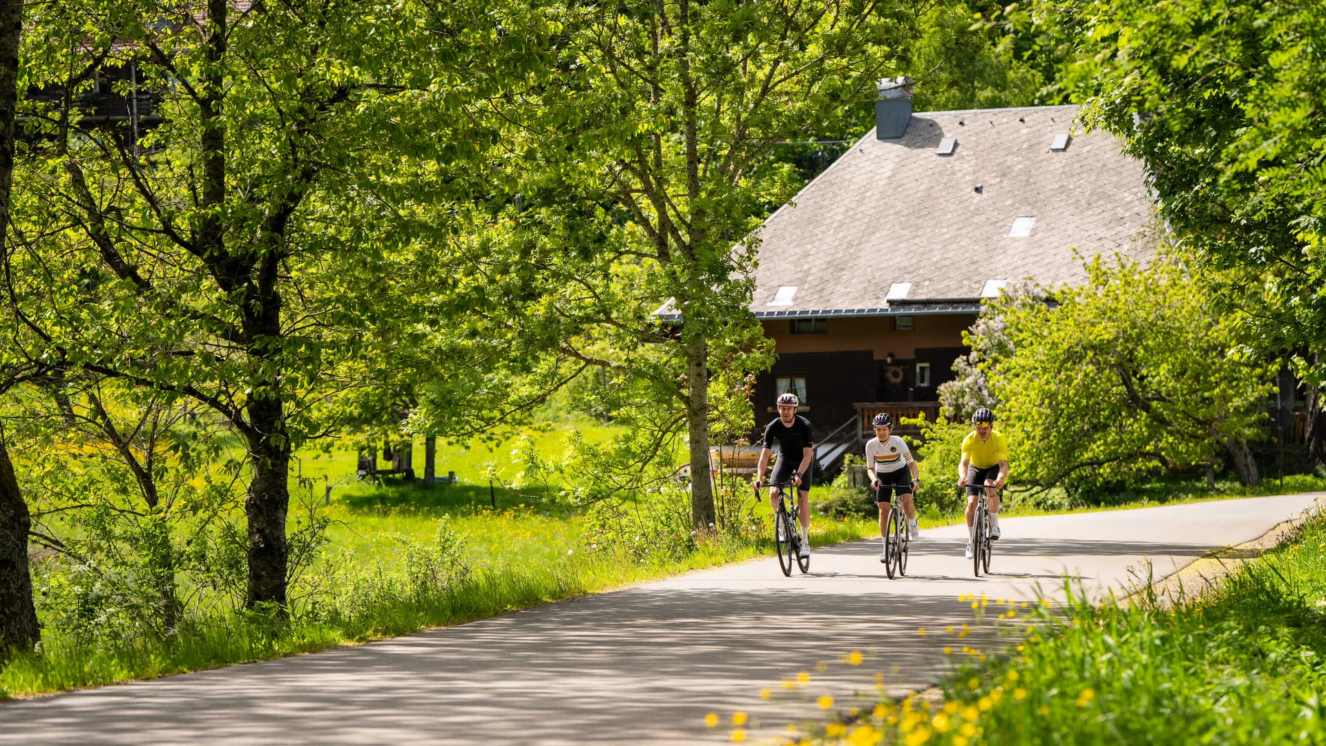 Drei Radfahrer fahren auf einer Straße durch grünen Wald und Wiesen