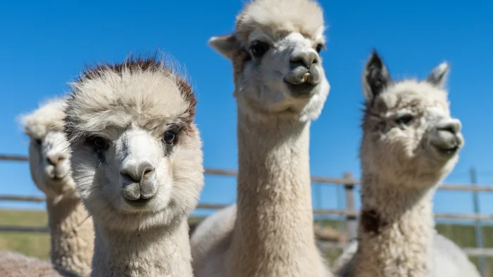 Vier flauschige Alpakas vor blauem Himmel und Zaun