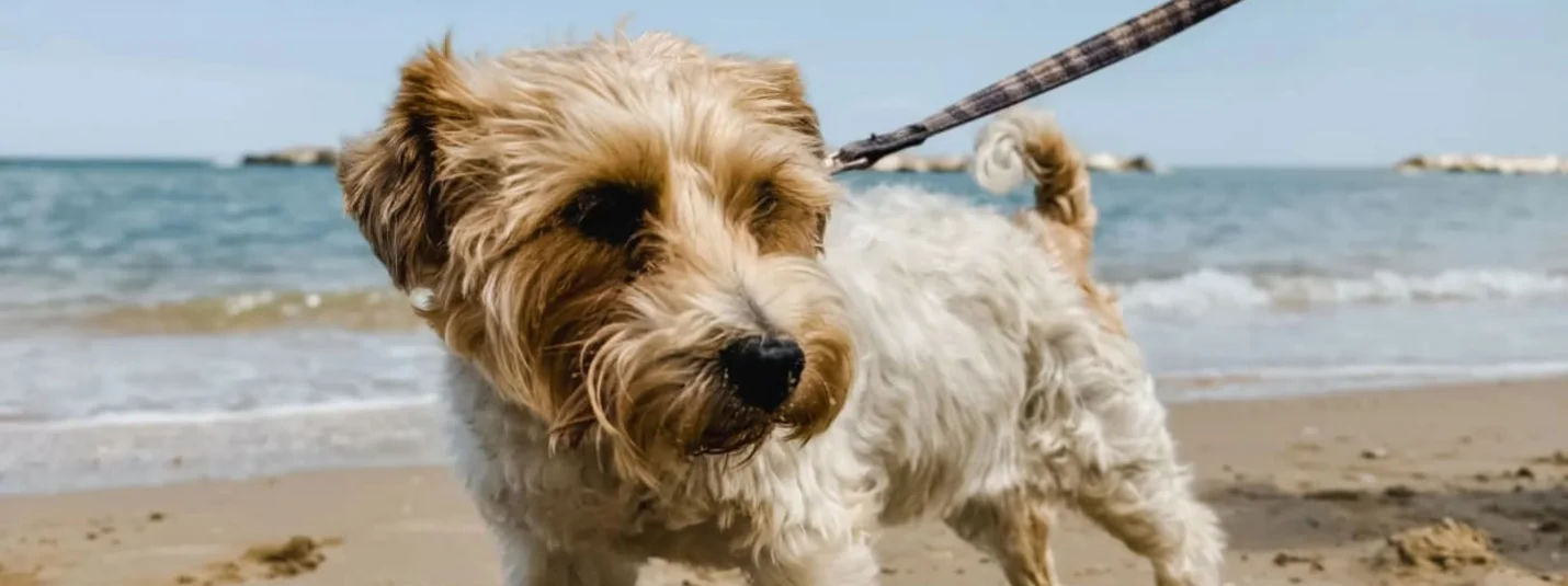 Langes Mai-Wochenende auf vier Pfoten Kleine draadhaarhond aan riem op het strand