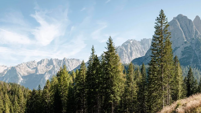 Forest with Dolomite mountains and road sign to Cortina
