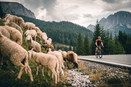 Cyclist riding past a herd of sheep in the mountains