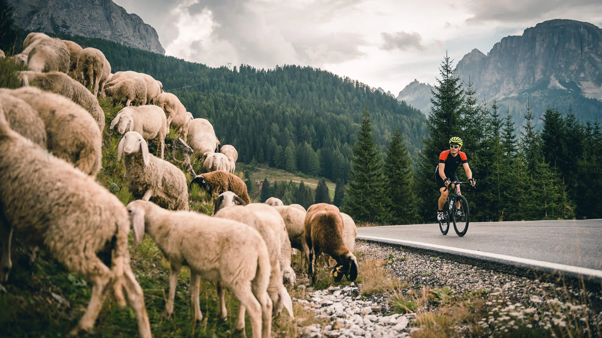 Italiens Pässeparadies © Molography Radfahrer fährt an einer Schafherde in den Bergen vorbei