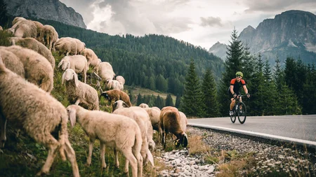 Warum Alta Badia auf jede Roadbike-Bucket-List gehört © Molography Radfahrer fährt an einer Schafherde in den Bergen vorbei