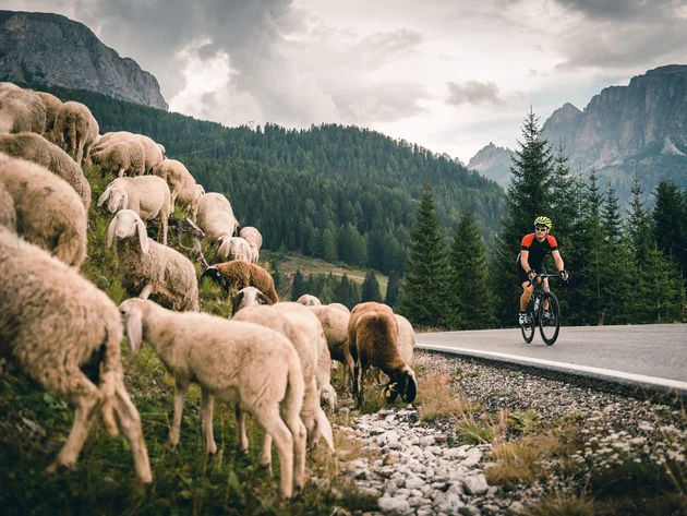Warum Alta Badia auf jede Roadbike-Bucket-List gehört © Molography Radfahrer fährt an einer Schafherde in den Bergen vorbei