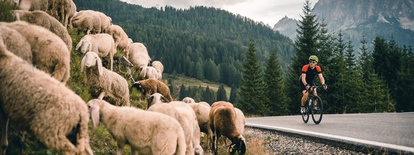 Cyclist riding past a herd of sheep in the mountains