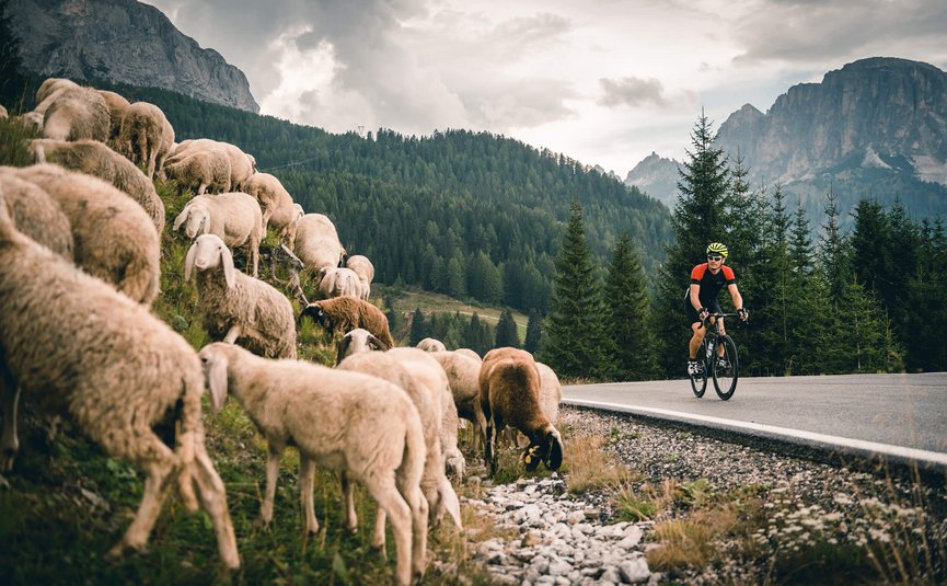 Cyclist riding past a herd of sheep in the mountains