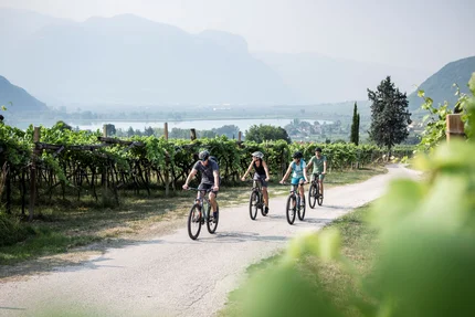 Vier Personen fahren mit Fahrrädern auf einem Weg durch Weinberge