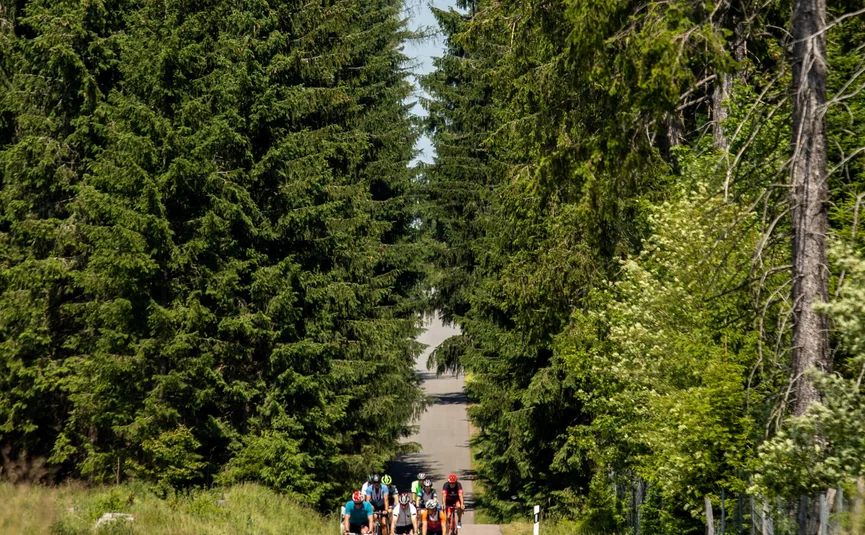 Fahrradfahrer fahren auf einer Straße durch dichten Nadelwald
