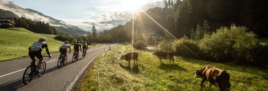 Radfahrer fahren in ländlicher Landschaft neben grasenden Kühen im Sonnenlicht