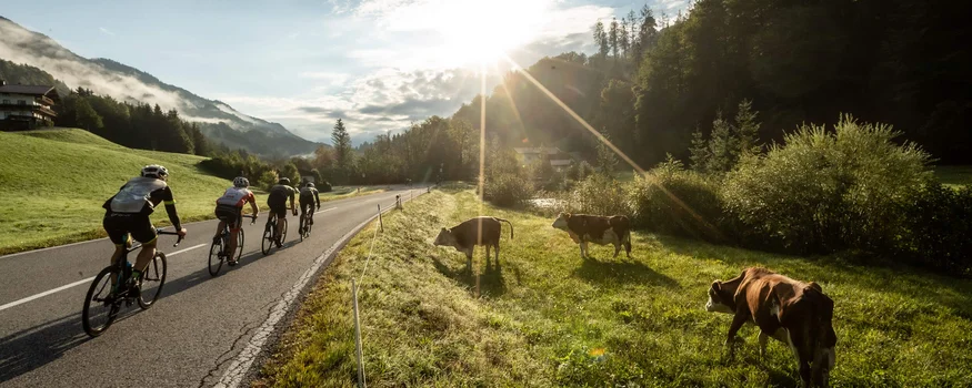 Radfahrer fahren in ländlicher Landschaft neben grasenden Kühen im Sonnenlicht