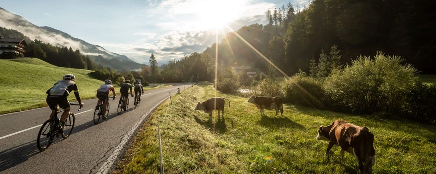 Radfahrer fahren in ländlicher Landschaft neben grasenden Kühen im Sonnenlicht