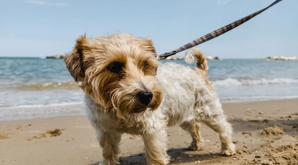 Kleiner drahtiger Hund an der Leine am Strand