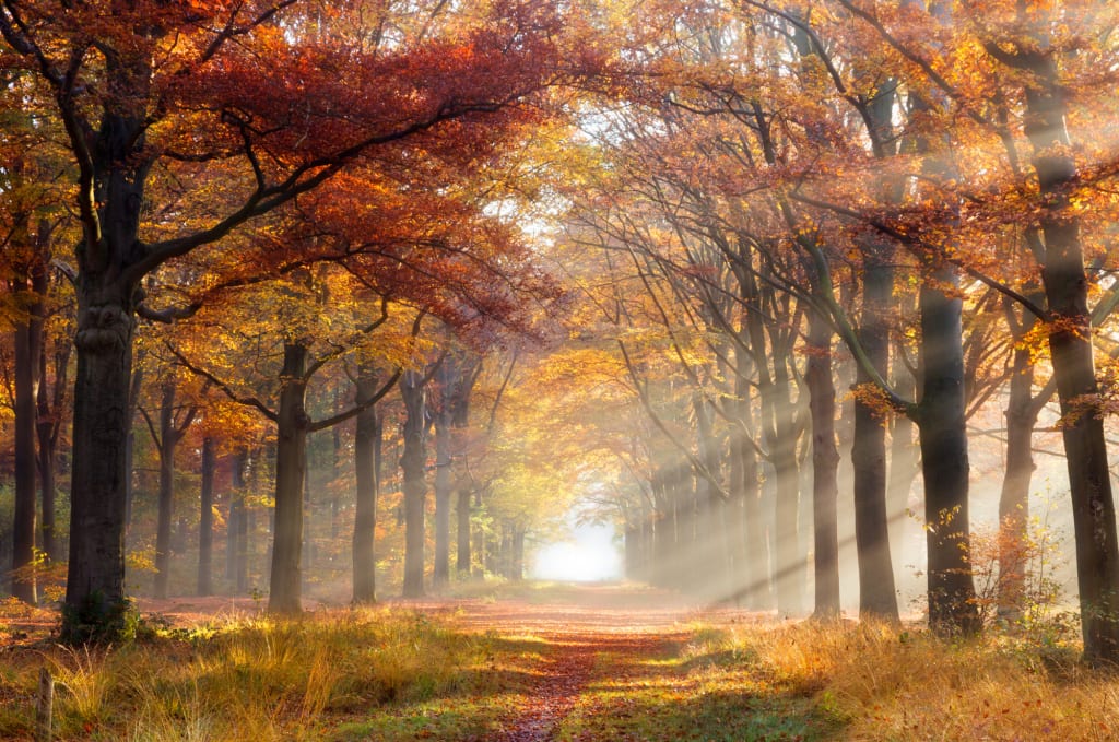 Bospaadje met kleurrijke herfstbomen en zonnestralen in de mist